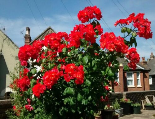 Sherwood Trust Homes Gardens